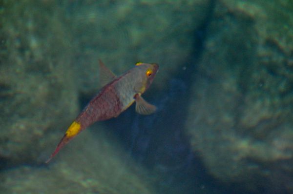 Poisson Parrotfish Sparisoma%20cretense